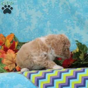 Cashew, Bich-Poo Puppy